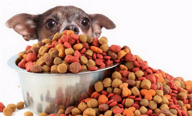 Сухой корм для собак дарит им здоровье