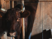 Год какого животного 2021 по восточному календарю