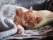 Всемирный день лени 2020: какого числа, история и традиции праздника