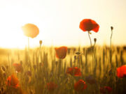 Выходные и праздничные дни в августе 2020: как отдыхаем и сколько работаем