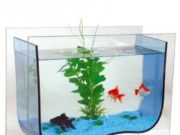 Критерии выбора аквариума