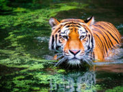 Год какого животного 2022 по восточному календарю