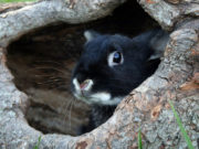 Год какого животного 2023 по восточному календарю