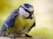 Синичкин день 2020: какого числа, история и традиции праздника