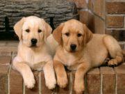 Из чего делают фарш для собак?