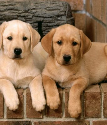 Из чего делают фарш для собак?