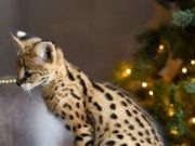 Как правильно ухаживать за саванной?