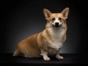 Вельш-корги пемброк: описание породы