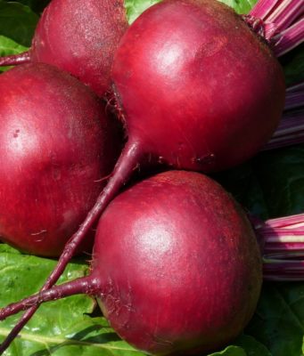 Технология выращивания столовой свеклы