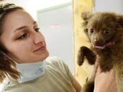 День ветеринарного работника России 2020: какого числа, история и традиции праздника