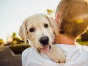 День домашних животных 2020: какого числа, история и традиции праздника