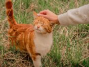 День спонтанного проявления доброты 2021: какого числа, история и традиции праздника