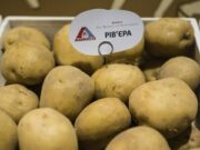 Семенной картофель и его секреты