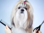 Первый груминг: на что обратить внимание