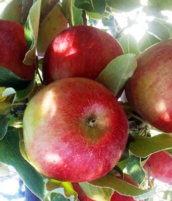 Советы по выбору саженцев плодовых деревьев