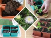 Как лучше сажать семена цветов