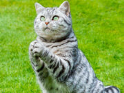 Чипирование домашних животных: плюсы и минусы