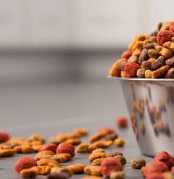 Сухой корм для котов: сбалансированное питание для любимцев