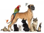 Виды и классификация зоотоваров