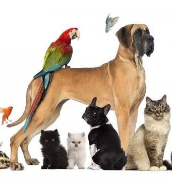 Виды и классификация зоотоваров