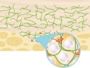 Facetem: филлер на основе гидроксиапатита кальция