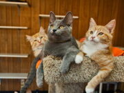 Кот или кошка. Кого выбрать?