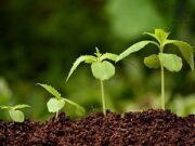 Регулятор роста растений: большие урожаи без хлопот