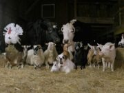 Сельхоз животные — то, что позволяет зарабатывать деньги