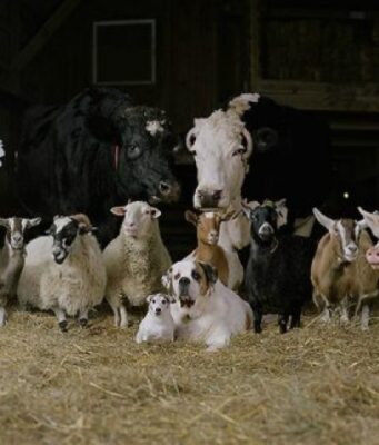 Сельхоз животные — то, что позволяет зарабатывать деньги