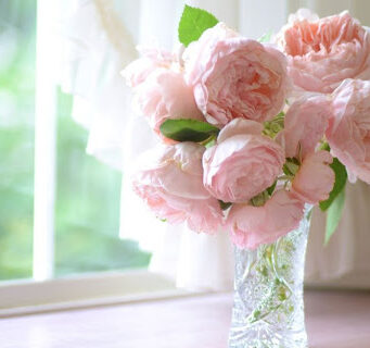 Пионы: благородные цветы для утонченных и нежных особ