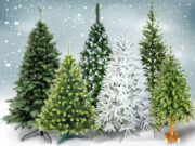 Выгодно ли продавать елки оптом в Украине?