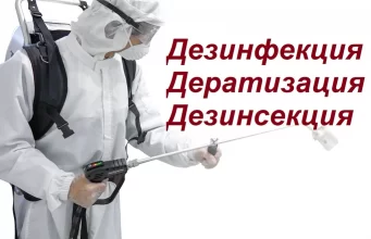 Дератизация на предприятиях: зачем нужна и как правильно проводить