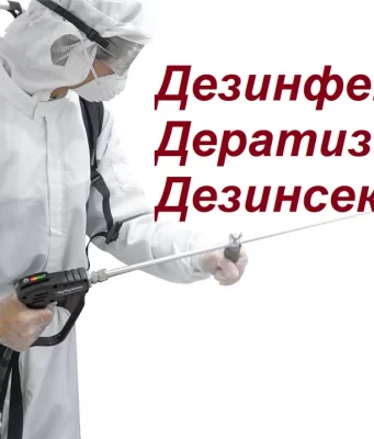 Дератизация на предприятиях: зачем нужна и как правильно проводить