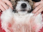 Дерматит у собак: причины и лечение