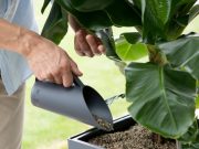 Как использовать субстраты лечуза?