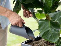 Как использовать субстраты лечуза?