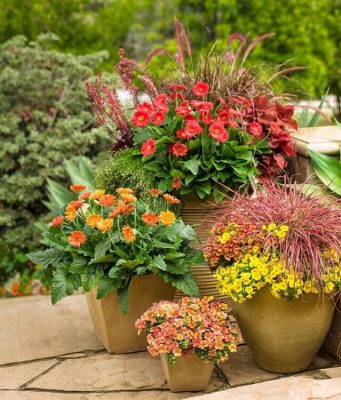 Великолепие садовых растений: красота природы у вас дома