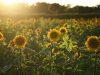 Sunflower Export: Exploring the Global Market