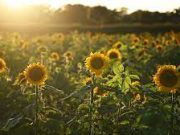 Sunflower Export: Exploring the Global Market