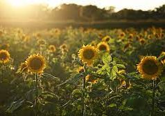 Sunflower Export: Exploring the Global Market