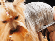 Стрижки собак: как найти идеального парикмахера для вашего питомца